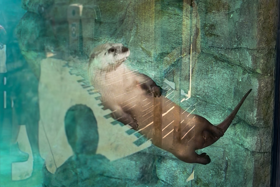 North American River Otter (Gracie Metz)