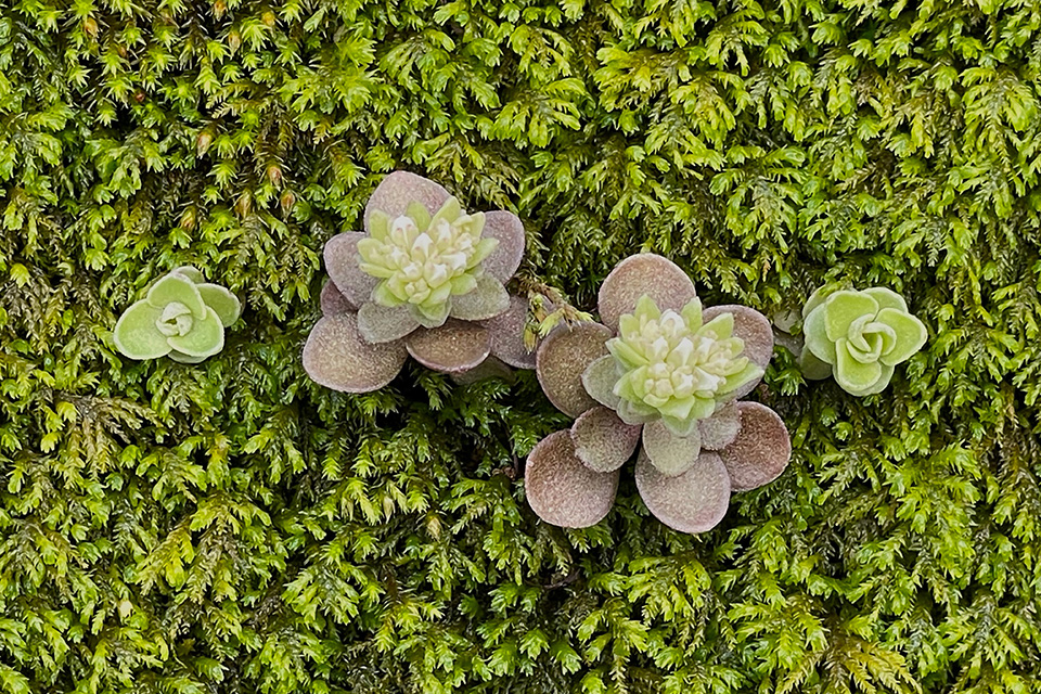 Lowe sedum in moss (photo by Terry Seidel, courtesy of The Nature Conservancy)