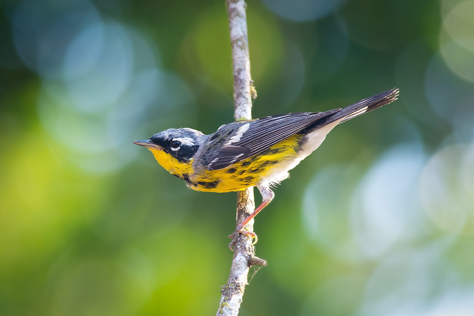 Magnolia Warbler (photo by iStock: studio sansan)