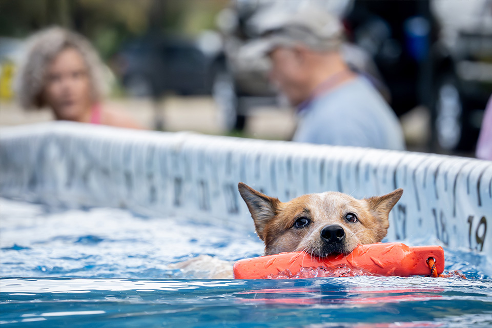 Coshocton Dog Days (Jennifer Case, JMC Photography)