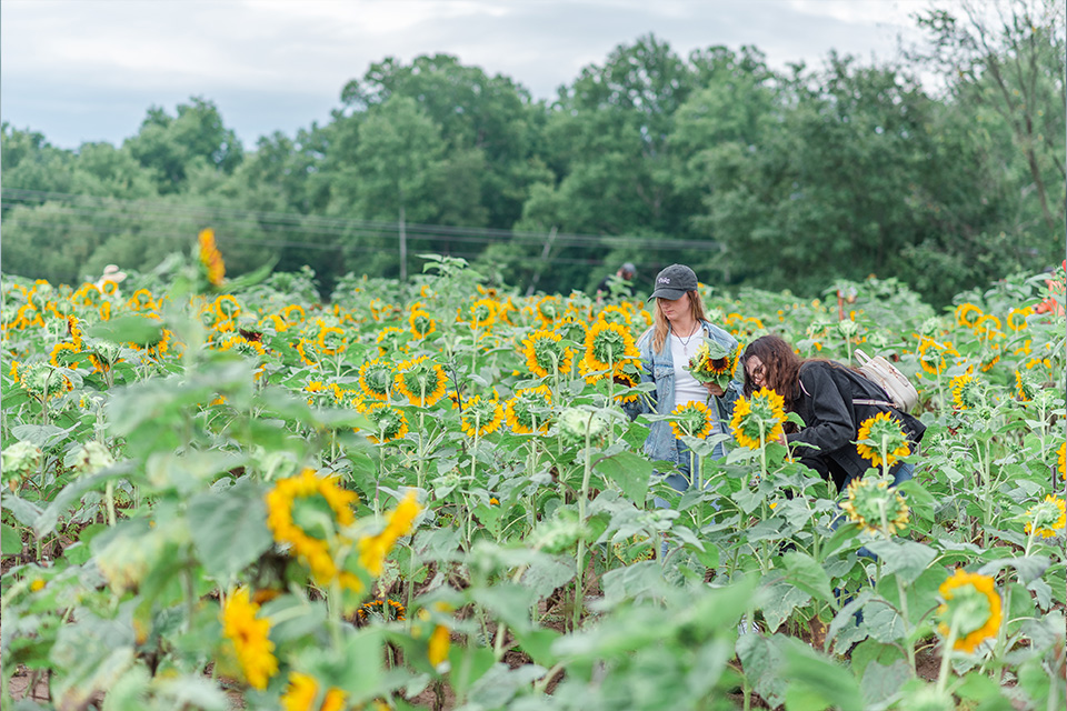 Sunflower Field at Coshocton Sunflower Festival (Amber & Elle Photography)