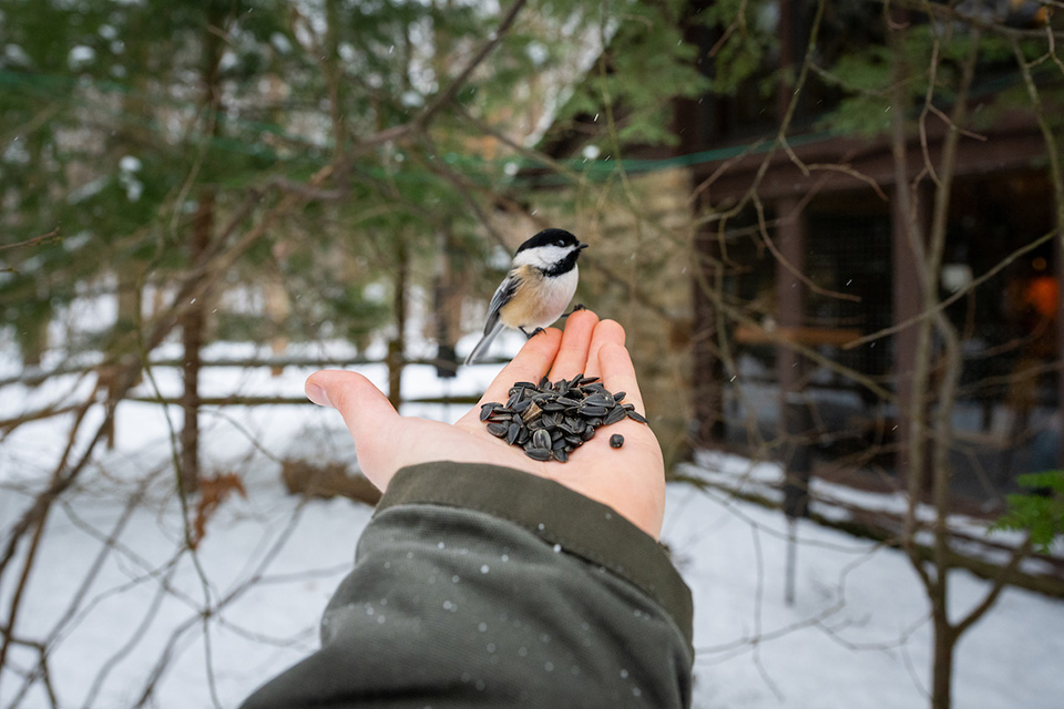 Hand-Feed a Chickadee (photo courtesy of Cleveland Metroparks)