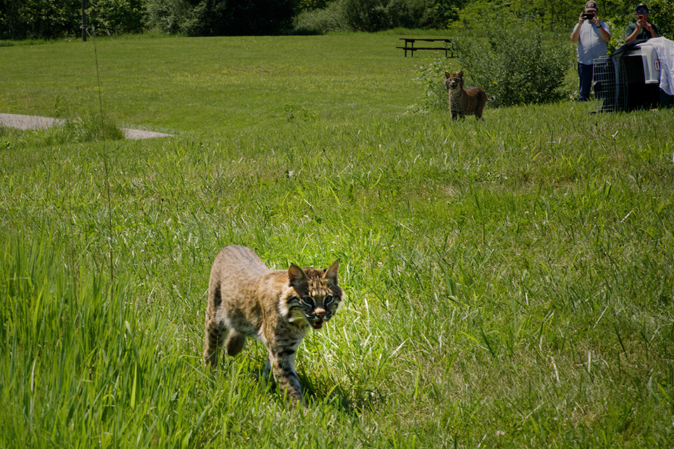 Bobcat Released in Appalachian Hills (Courtesy MacGillivray Freeman Films / Copyright © State of Ohio)