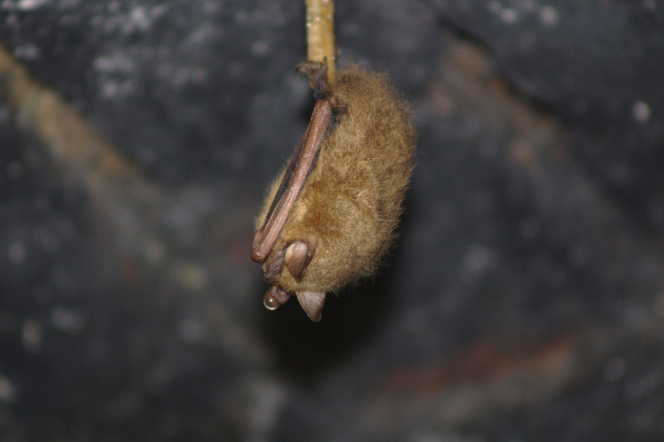 Tri-Colored Bat (Joseph S. Johnson)