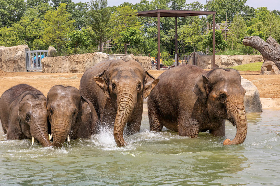 Elephants at Cincinnati Zoo & Botanical Garden’s Harry and Linda Fath Elephant Trek (photo by Michelle Peters)