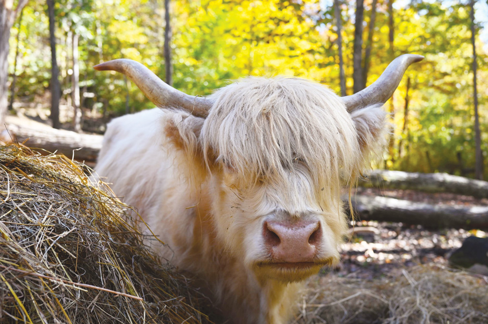 Highland cow at Pfarr Farms Scottish Highlands in Laurelville (photo courtesy of Pfarr Farms Scottish Highlands)