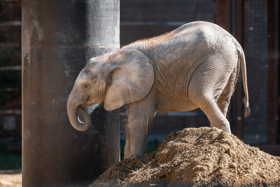 Baby African elephant Kirkja at Toledo Zoo and Aquarium (courtesy of Toledo Zoo and Aquarium Facebook)