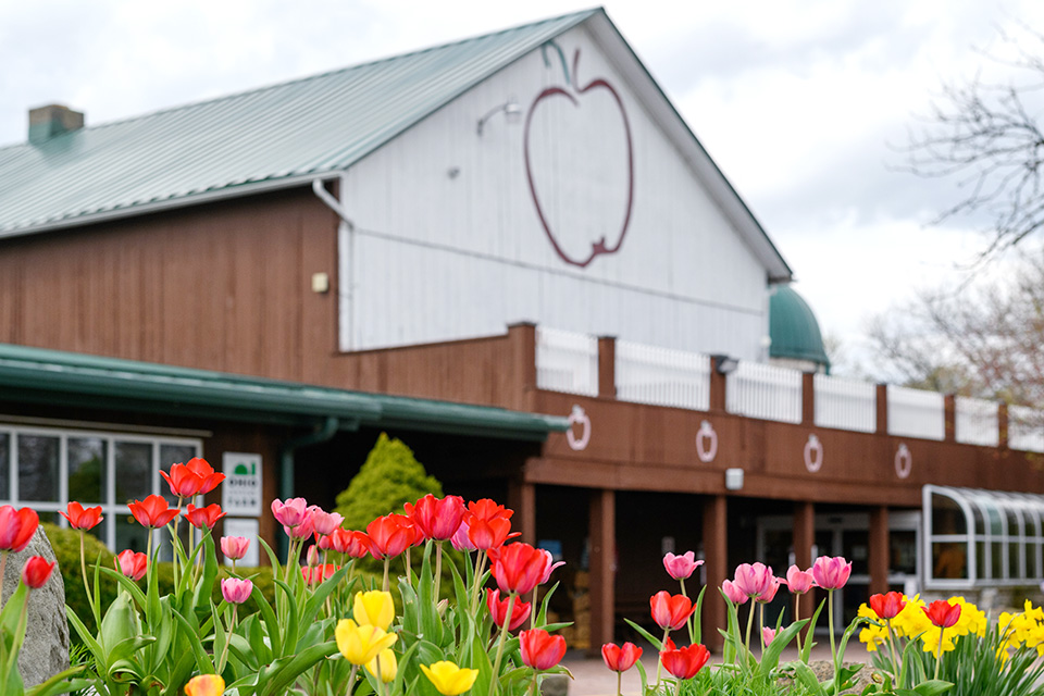 Tulips outside White House Fruit Farm’s market in Canfield (photo by Wendy Wills)