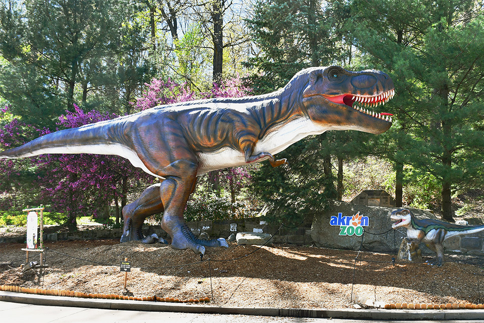 T-rex display at Akron Zoo (photo courtesy of Akron Zoo)