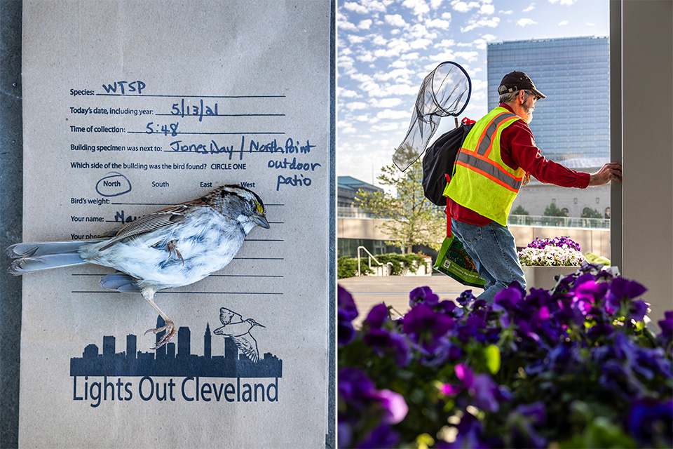 White-throated sparrow collected by Lights Out Cleveland (left); Lights Out Cleveland volunteer Kent Starrett (right) embarking on a walk (photos by Matt Shiffler)