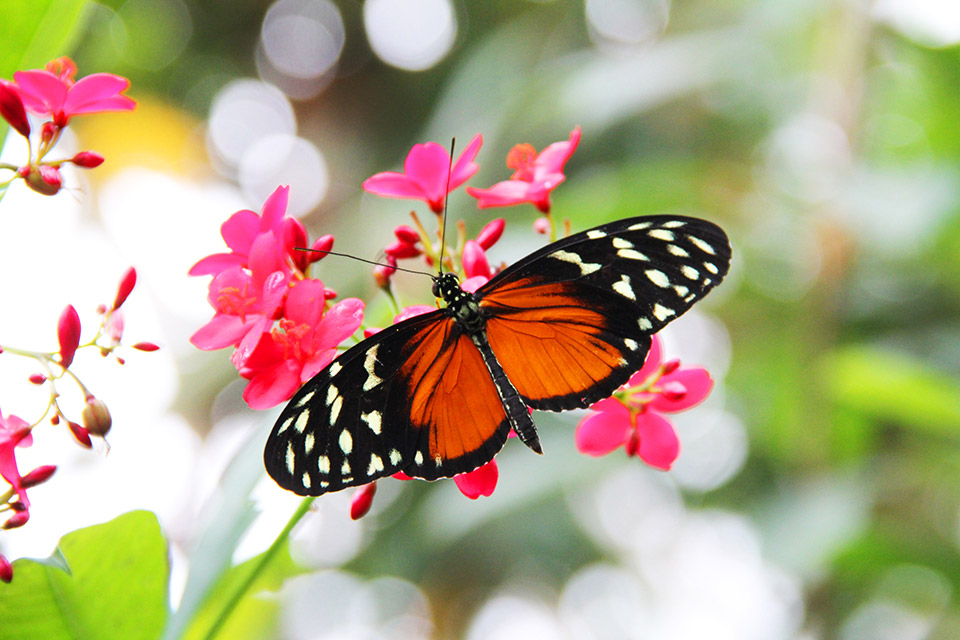 Blooms & Butterflies at Franklin Park Conservatory and Botanical Gardens (photo courtesy of Franklin Park Conservatory and Botanical Gardens)