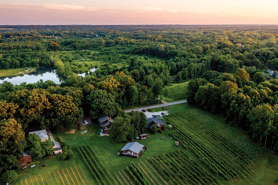 An aerial drone shot of an expansive vineyard and surrounding trees. 