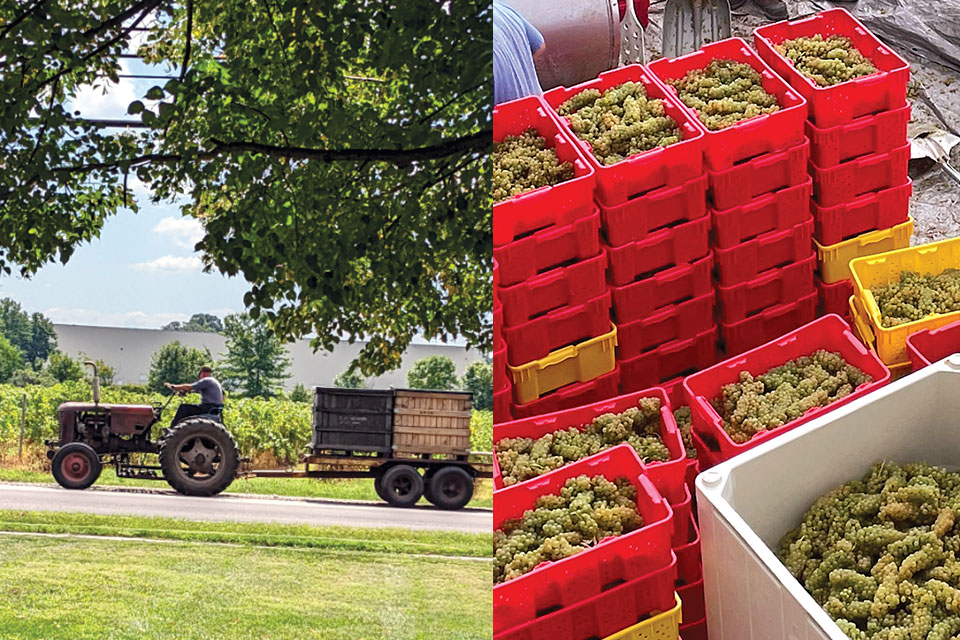 A tractor foregrounds the vineyards. Grapes await processing in their baskets. 