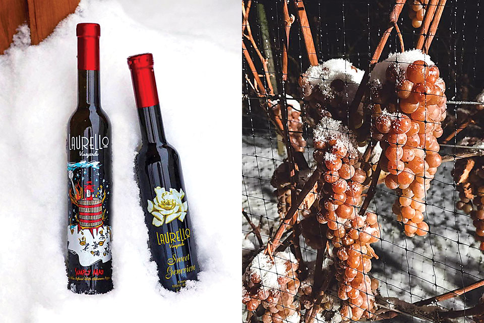 Ice wine poses amongst the snow and ice covers grapes in the winter vineyards. 