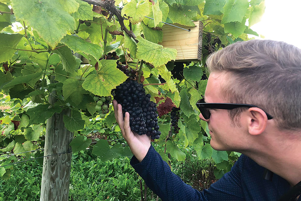 Paul O'Neill tends the grapes at Weymouth Farms.