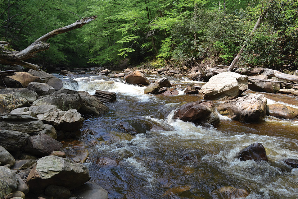 Monongahela National Forest (photo courtesy of USDA Forest Service/Robert C. Whetsell)
