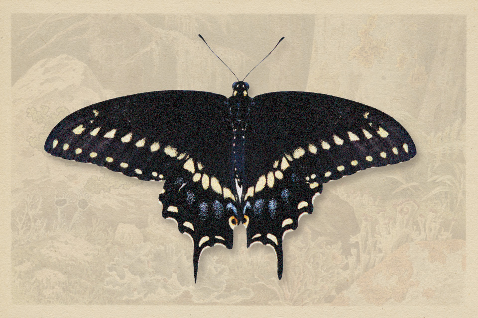 Black Swallowtail (photo by iStock)