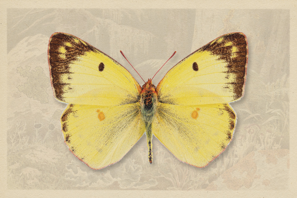 Clouded Sulphur (photo by iStock)