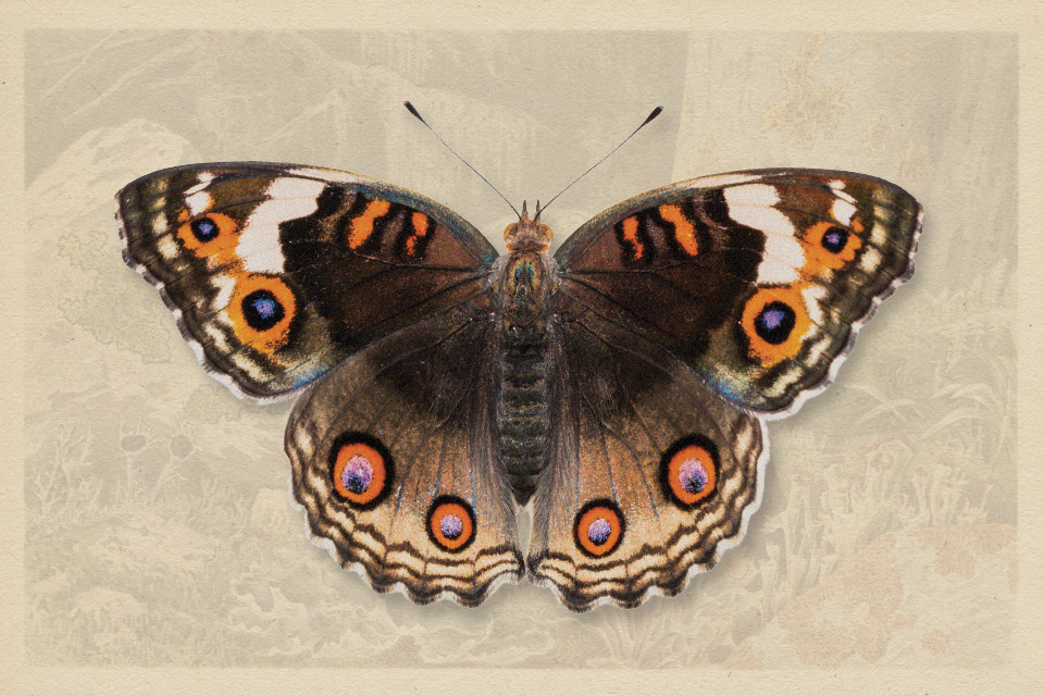 Common Buckeye (photo by iStock)
