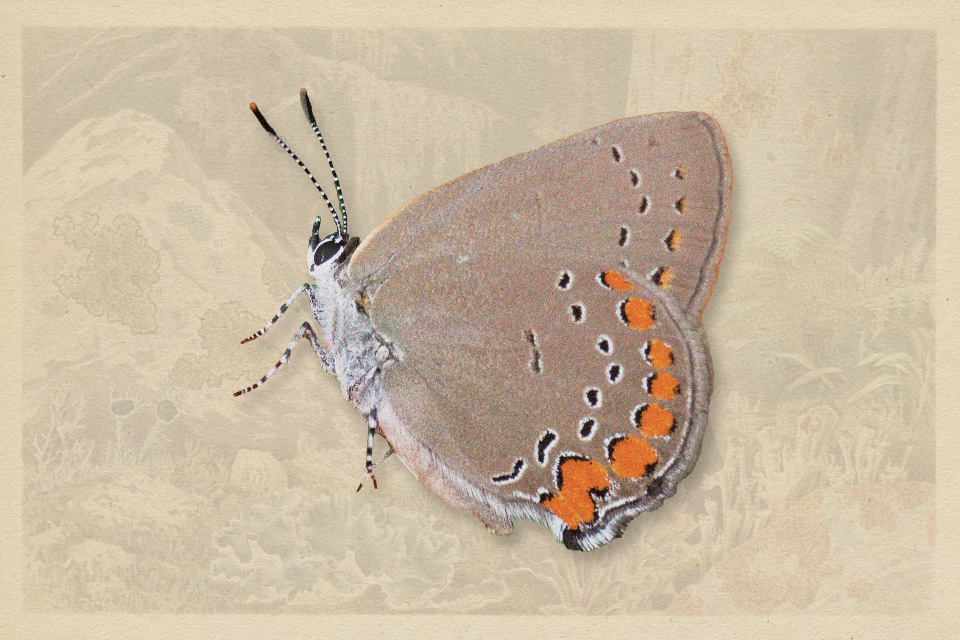 Coral Hairstreak (photo iStock)