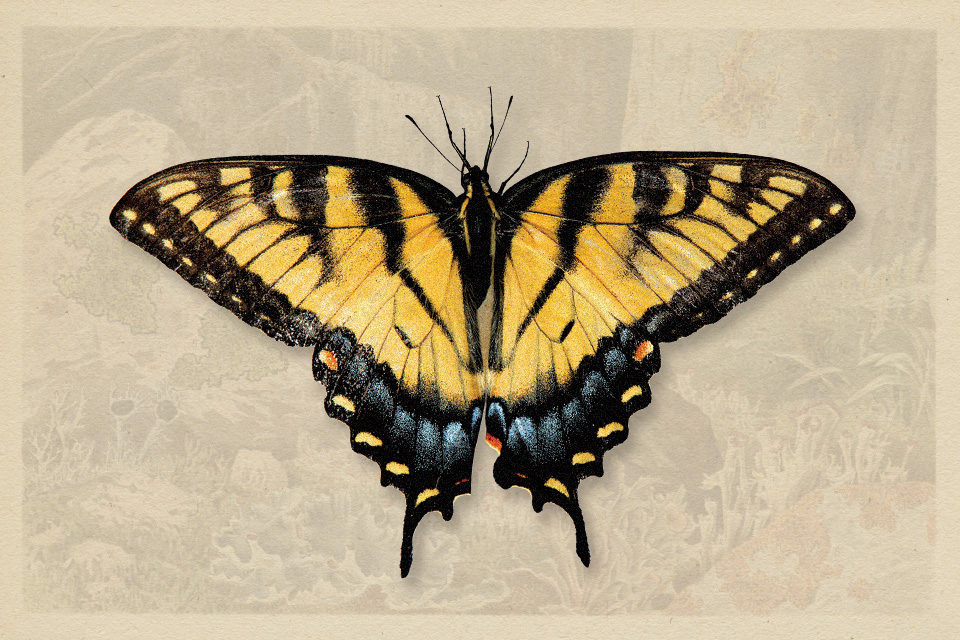 Eastern Tiger Swallowtail (photo by iStock)