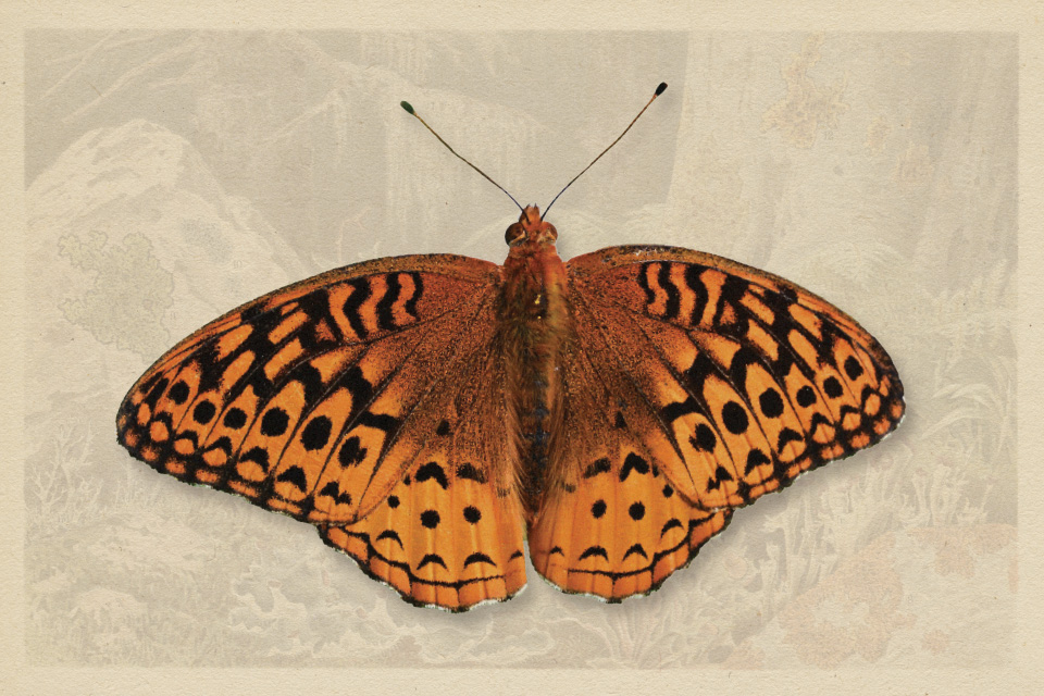 Great Spangled Fritillary (by iStock)