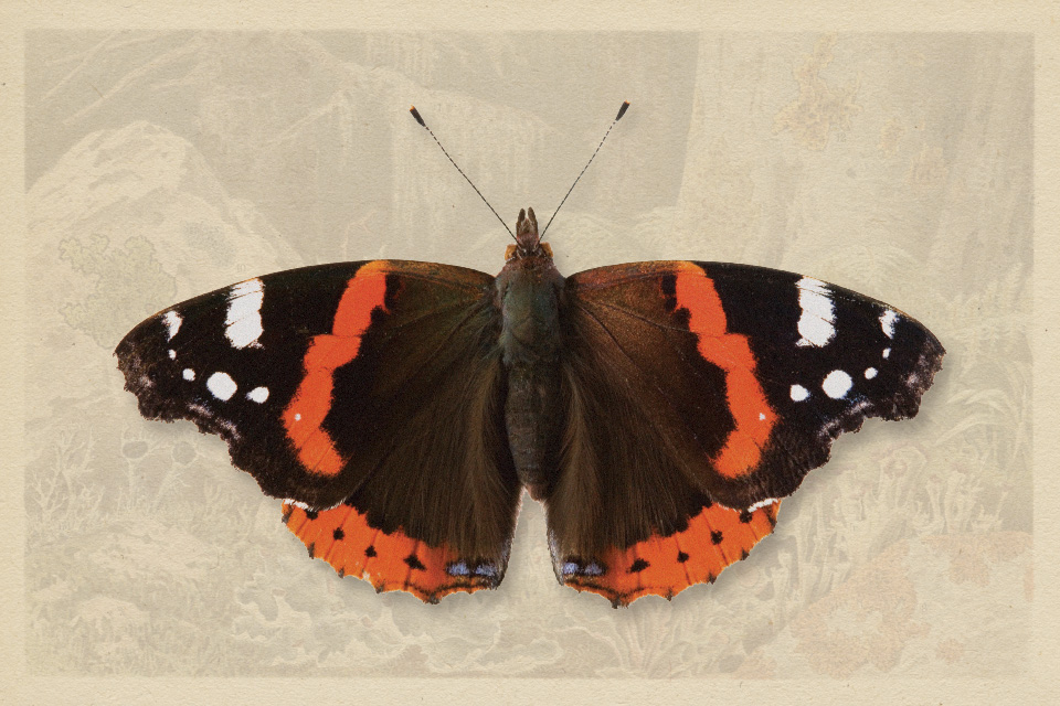 Red Admiral (photo by iStock)