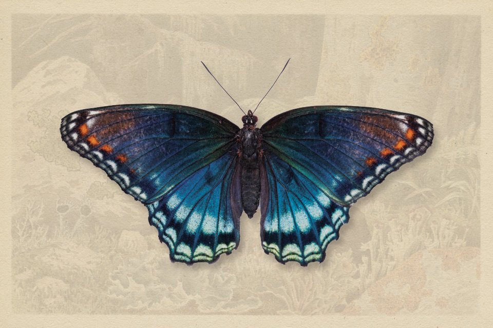 Red Spotted Purple (photo by iStock)