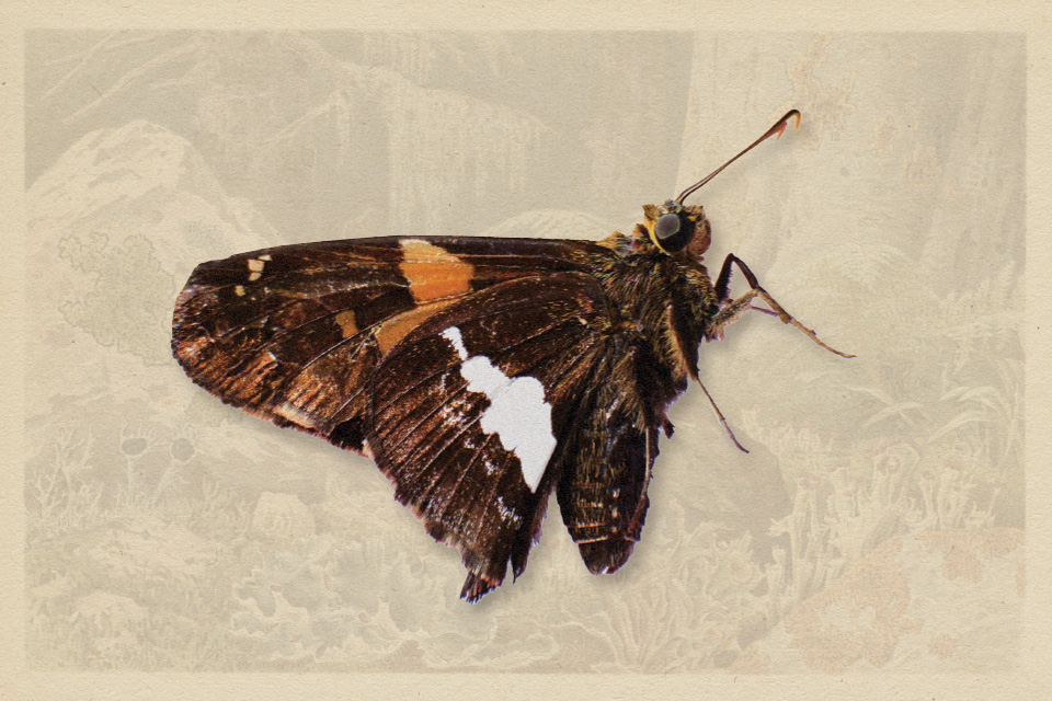 Silver-Spotted Skipper (photo by iStock)
