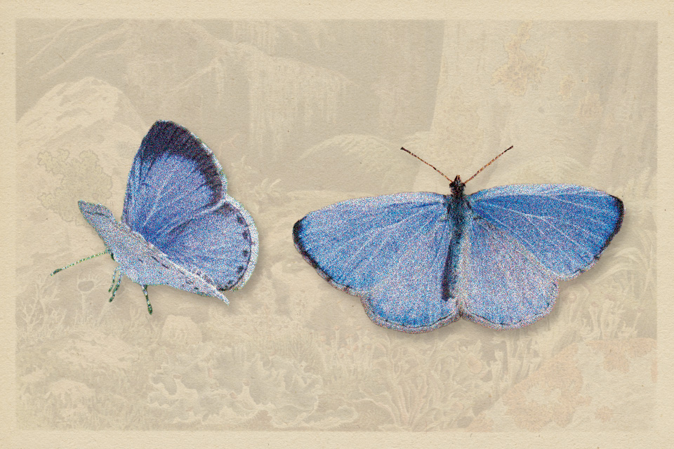 Spring and Summer Azures (photo by iStock)