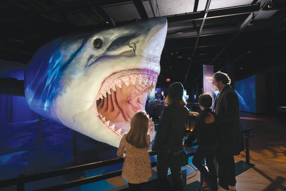 “Sharks: To Be Great Is To Be Misunderstood” (photo by Dennis Finnin)