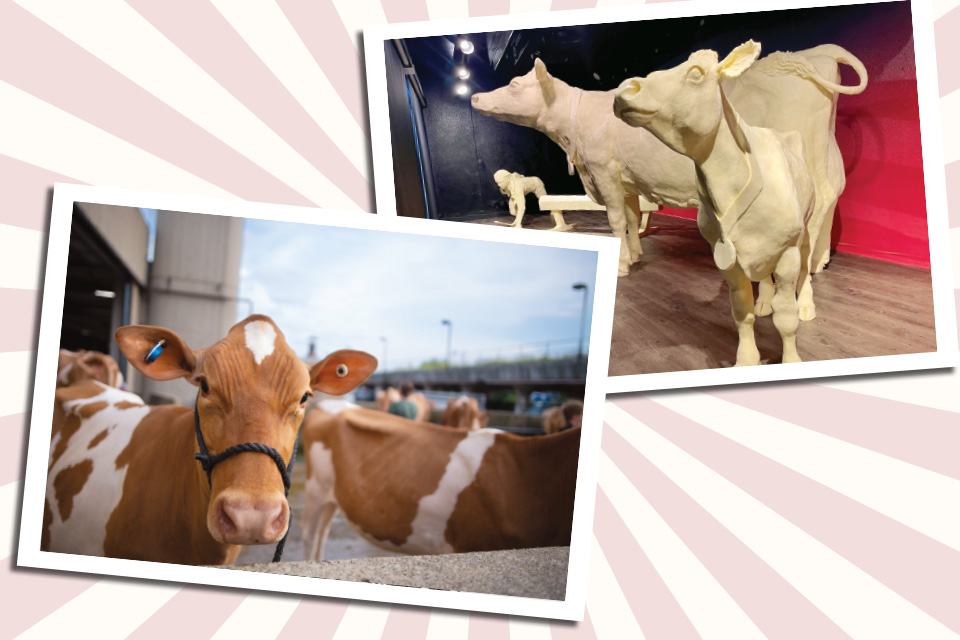 Cows (left) and the annual Butter Cow sculptures (right) at the Ohio State Fair (photos courtesy of Ohio State Fair)