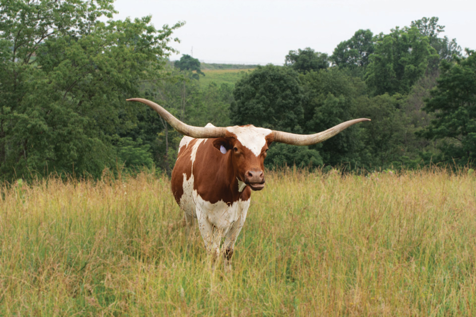 Dickinson Cattle Co. in Barnesville (photo by Rachael Jirousek)