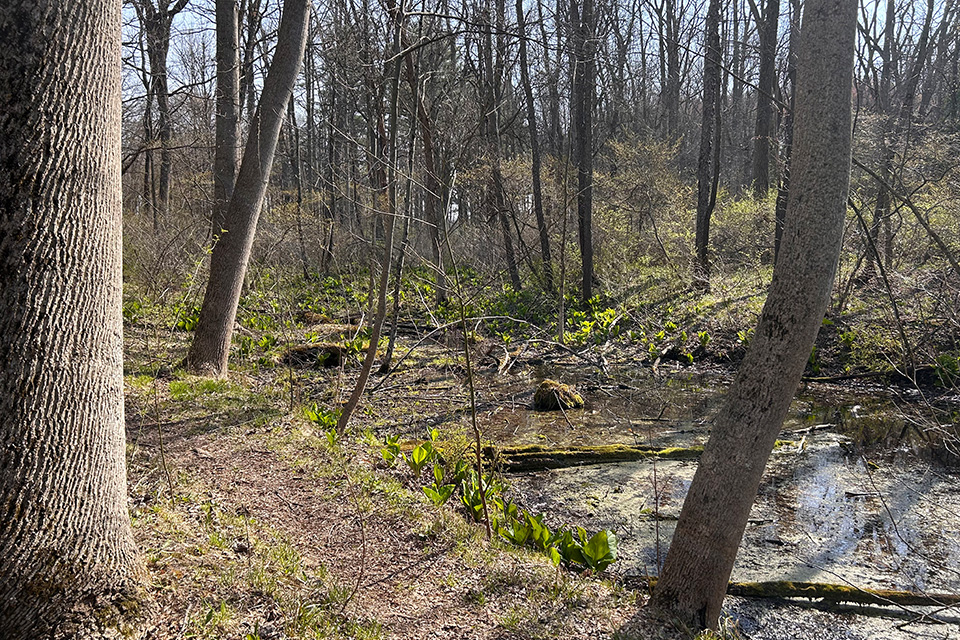 Ferns and Lakes Trail at Oak Openings Preserve Metropark (Erin Finan)