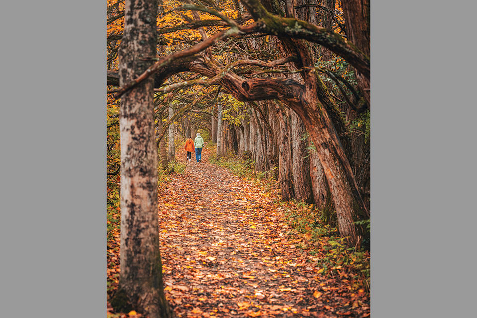 People walking under the Osage Orange Tree Tunnel in Bellbrook’s Sugarcreek MetroPark (photo by Matthew Kirby)