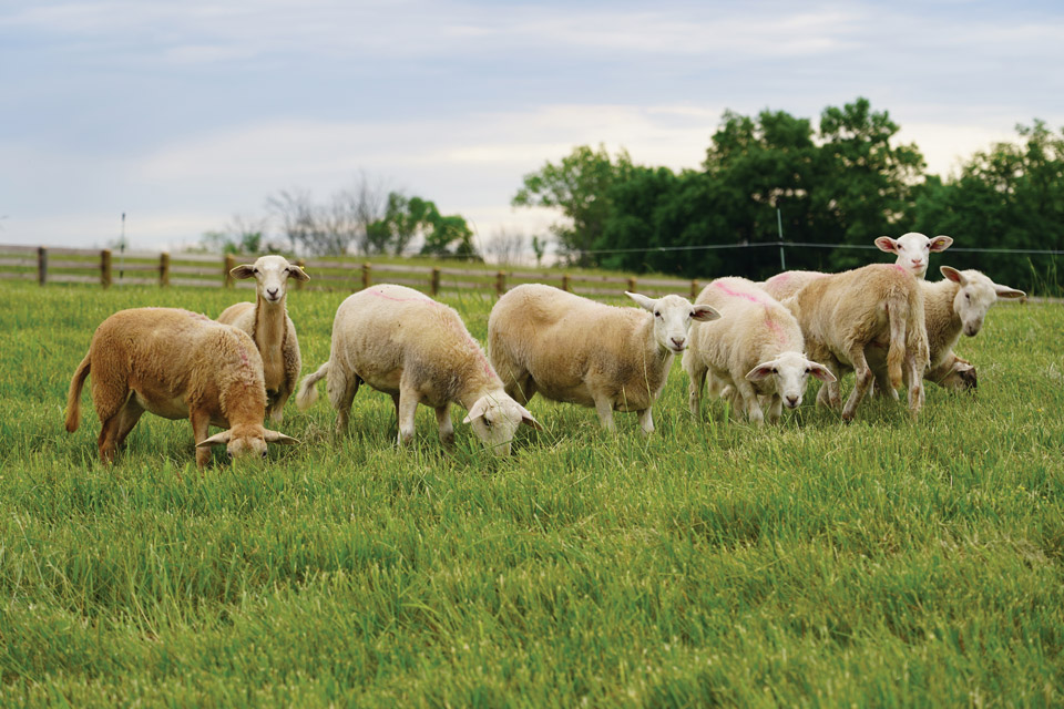 Sheep on Maker’s Mark Farm in Loretto, Kentucky (photo courtesy of Maker’s Mark Farm)