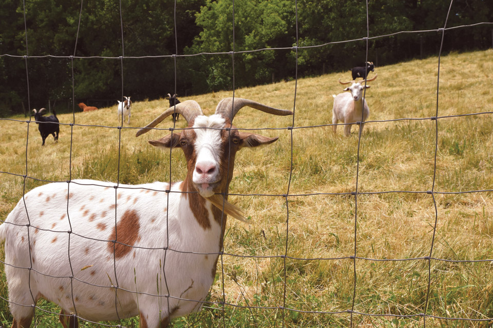 Goats at Maize Valley Winery & Craft Brewery in Hartville (photo by Rachael Jirousek)