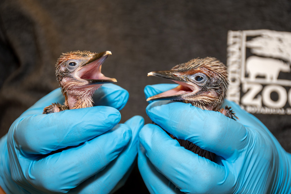 Sihek chicks at the Cincinnati Zoo (photo by Lisa Hubbard, courtesy of Cincinnati Zoo & Botanical Garden)