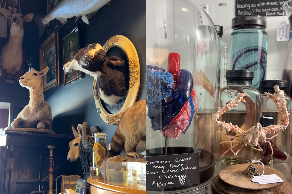 Some of the items displayed Cleveland Curiosities followings its March 2026 grand reopening (photos by Lainey Novak)