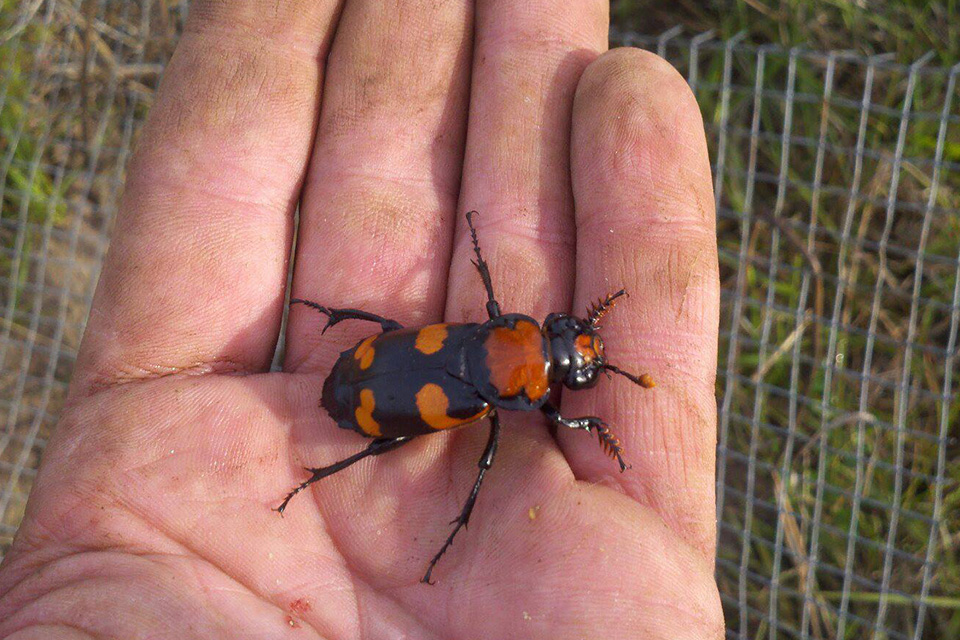 The American burying beetle (photo courtesy of U.S. Fish and Wildlife Service)