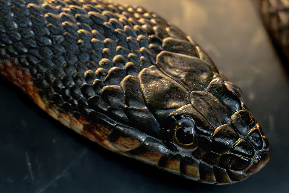 A northern copperbelly water snake at the Toledo Zoo’s captive breeding facility (photo by Gabriel Wahl/U.S. Fish and Wildlife Service)