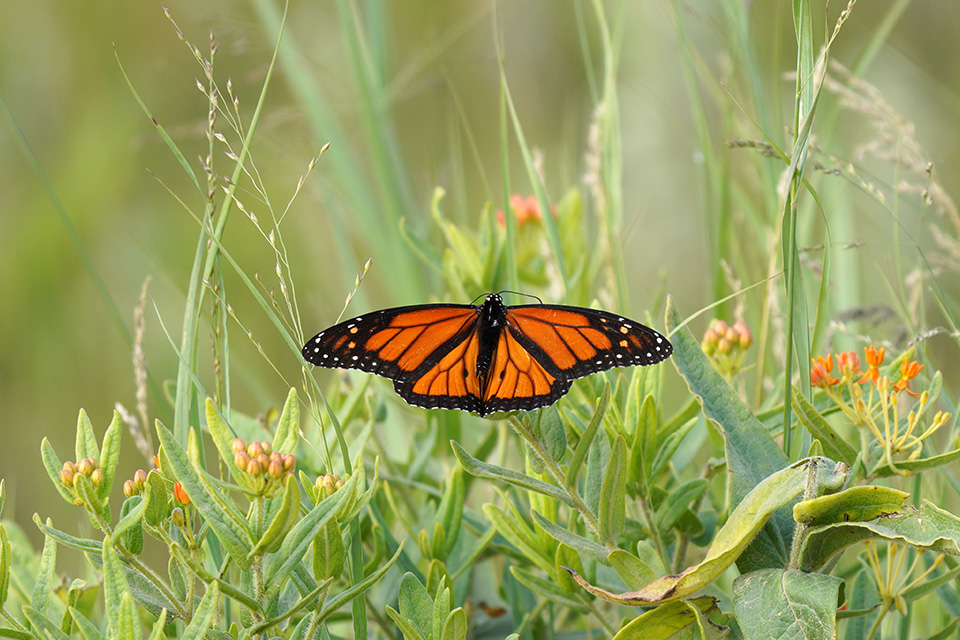 A monarch butterfly on butterfly milkweed (photo by Courtney Celley/U.S. Fish and Wildlife Service)