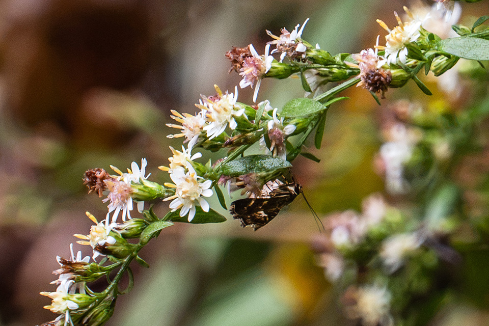 A moth resting on asters (photo by Micheal Kennedy)