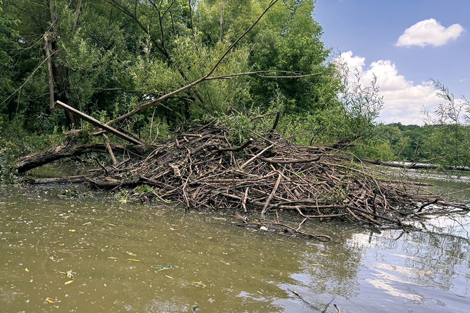 A large beaver dam (photo by Gia Giammarinaro)