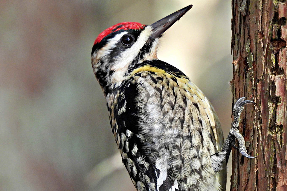 A yellow-bellied sapsucker (iStock photo by Sandi Smolker)