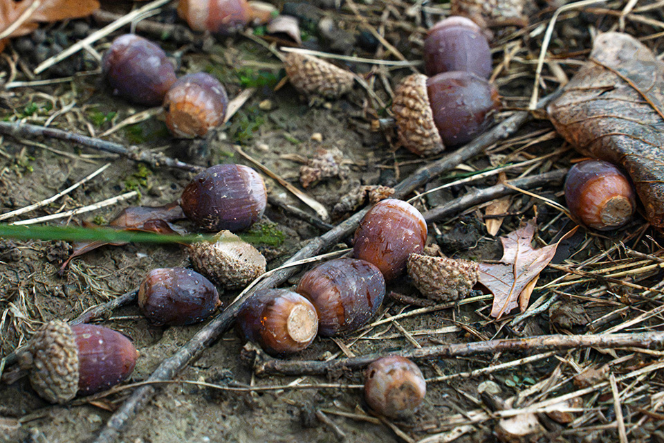 Fallen acorns from a white oak tree (photo by Micheal Kennedy)