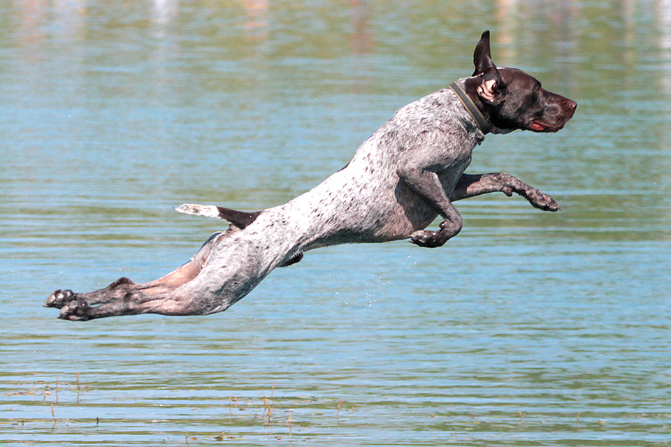Dog in the water at Bark Bash at Prairie Oaks Metropark in Hilliard (photo by Cheryl Blair)