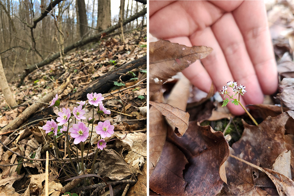 Small pink wildflowers in Blackhand Gorge Nature Preserve (photo courtesy of Ohio Department of Natural Resources)