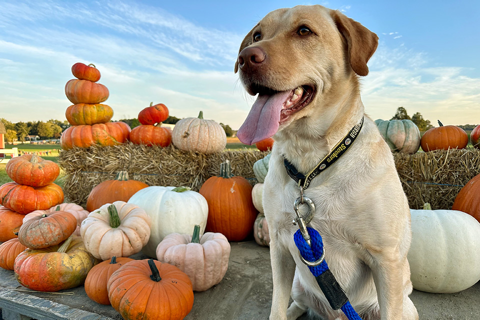 Dog by pumpkins at Pumpkin Days at Nickajack Farms in North Lawrence (photo courtesy of Nickajack Farms)