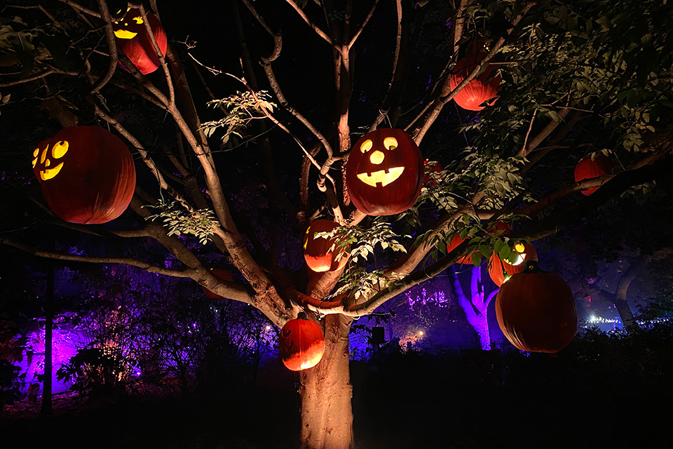 Pumpkins in tree at Pumpkins Aglow at Franklin Park Conservatory & Botanical Gardens (photo courtesy of Franklin Park Conservatory & Botanical Gardens)